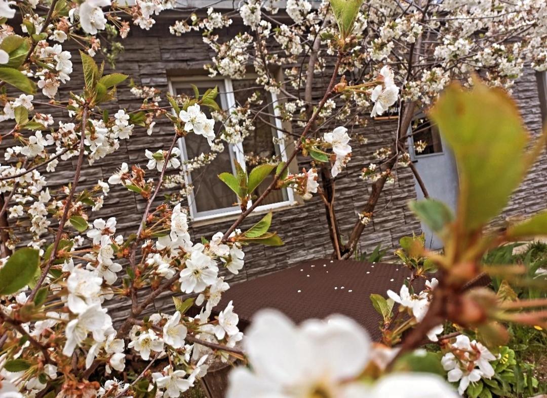 Cherry House Kazbegi Ngoại thất bức ảnh